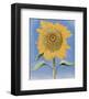 Sunflower, New Mexico, c.1935-Georgia O'Keeffe-Framed Art Print