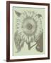 Sunflower, no. 11-Botanical Series-Framed Giclee Print