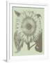 Sunflower, no. 11-Botanical Series-Framed Giclee Print