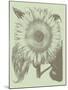 Sunflower, no. 11-Botanical Series-Mounted Giclee Print