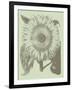 Sunflower, no. 11-Botanical Series-Framed Giclee Print