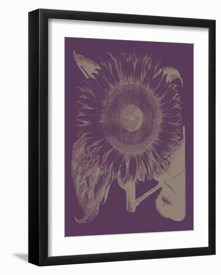Sunflower, no. 13-null-Framed Art Print