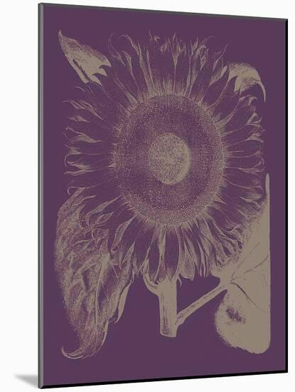 Sunflower, no. 13-null-Mounted Art Print