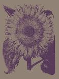 Sunflower 16-Botanical Series-Art Print