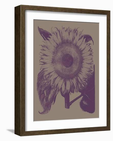 Sunflower, no. 14-null-Framed Art Print