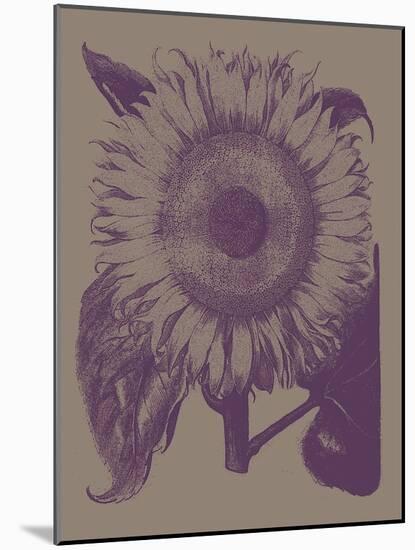 Sunflower, no. 14-null-Mounted Art Print