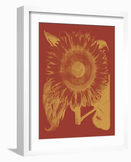 Sunflower, no. 16-null-Framed Art Print