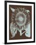 Sunflower, no. 17-Botanical Series-Framed Giclee Print