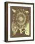 Sunflower, no. 3-null-Framed Art Print