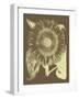 Sunflower, no. 3-null-Framed Art Print