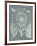 Sunflower, no. 7-Botanical Series-Framed Giclee Print
