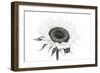 Sunflower Noir - Centre-James Guilliam-Framed Giclee Print