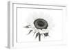 Sunflower Noir - Centre-James Guilliam-Framed Giclee Print