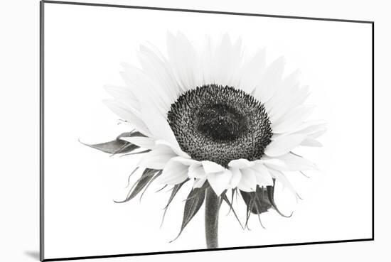 Sunflower Noir - Centre-James Guilliam-Mounted Giclee Print