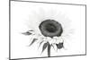 Sunflower Noir - Centre-James Guilliam-Mounted Giclee Print