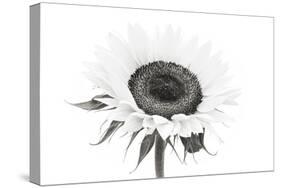 Sunflower Noir - Centre-James Guilliam-Stretched Canvas