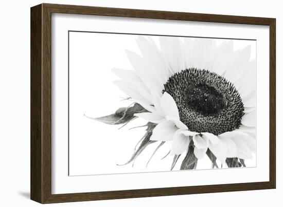 Sunflower Noir - Close-James Guilliam-Framed Giclee Print