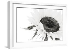 Sunflower Noir - Close-James Guilliam-Framed Giclee Print