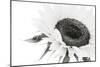 Sunflower Noir - Close-James Guilliam-Mounted Giclee Print