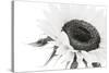 Sunflower Noir - Close-James Guilliam-Stretched Canvas