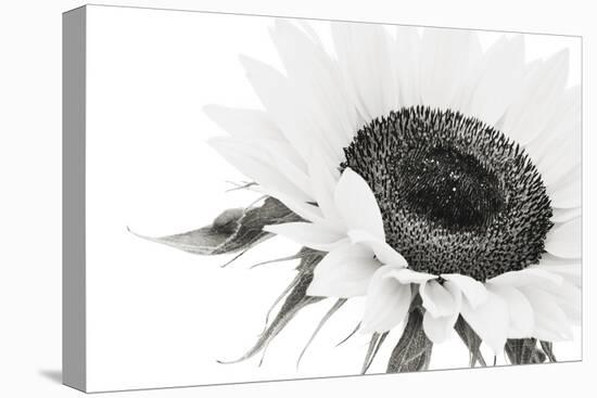 Sunflower Noir - Close-James Guilliam-Stretched Canvas