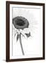 Sunflower Noir - Corner-James Guilliam-Framed Giclee Print