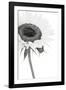 Sunflower Noir - Corner-James Guilliam-Framed Giclee Print