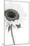 Sunflower Noir - Corner-James Guilliam-Mounted Giclee Print