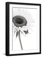 Sunflower Noir - Corner-James Guilliam-Framed Giclee Print