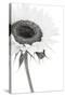 Sunflower Noir - Corner-James Guilliam-Stretched Canvas