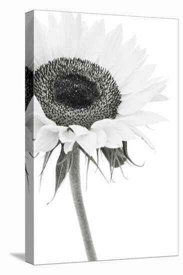 Sunflower Noir - Corner-James Guilliam-Stretched Canvas