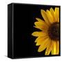 Sunflower Number 3-Steve Gadomski-Framed Stretched Canvas