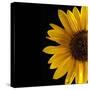 Sunflower Number 3-Steve Gadomski-Stretched Canvas