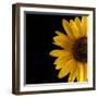 Sunflower Number 3-Steve Gadomski-Framed Photographic Print