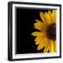 Sunflower Number 3-Steve Gadomski-Framed Photographic Print