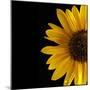 Sunflower Number 3-Steve Gadomski-Mounted Photographic Print