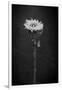 Sunflower Number 5 BW-Steve Gadomski-Framed Photographic Print