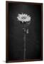 Sunflower Number 5 BW-Steve Gadomski-Framed Photographic Print