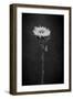 Sunflower Number 5 BW-Steve Gadomski-Framed Premium Photographic Print