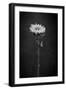 Sunflower Number 5 BW-Steve Gadomski-Framed Premium Photographic Print