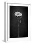 Sunflower Number 5 BW-Steve Gadomski-Framed Premium Photographic Print