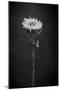 Sunflower Number 5 BW-Steve Gadomski-Mounted Premium Photographic Print