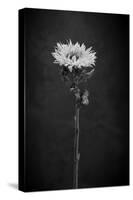 Sunflower Number 5 BW-Steve Gadomski-Stretched Canvas