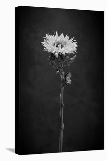 Sunflower Number 5 BW-Steve Gadomski-Stretched Canvas