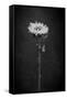 Sunflower Number 5 BW-Steve Gadomski-Framed Stretched Canvas