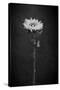 Sunflower Number 5 BW-Steve Gadomski-Stretched Canvas