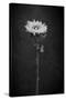 Sunflower Number 5 BW-Steve Gadomski-Stretched Canvas