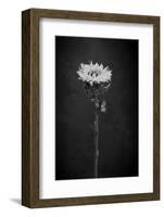 Sunflower Number 5 BW-Steve Gadomski-Framed Photographic Print