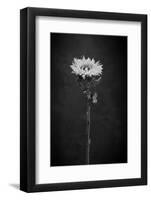 Sunflower Number 5 BW-Steve Gadomski-Framed Photographic Print