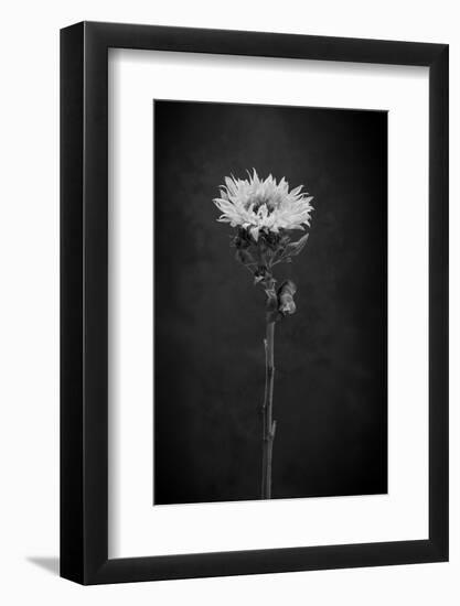 Sunflower Number 5 BW-Steve Gadomski-Framed Photographic Print